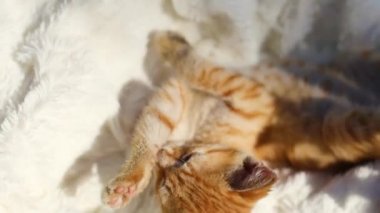 Küçük tekir kedicik sırt üstü yatar ve yıkar. Beyaz battaniyenin üzerinde sevimli, kızıl bir kedi yavrusu. Bir hayvanın yüzünde güneş ışığı
