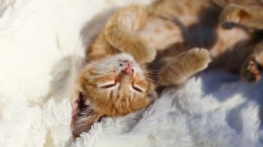 Mutlu küçük tekir kedi yavrusu sırt üstü uzanıyor ve pençelerini uzatıyor. Beyaz ekoseli sevimli kızıl kedi yavrusu kameraya bakıyor. Hayvan ağızlığında güneş ışığı