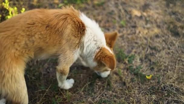 Симпатичная рыжая белая собака нюхает траву в парке или саду летом, собака гуляет по улице — стоковое видео