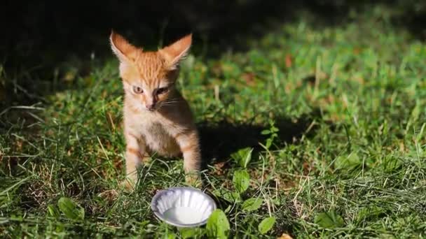 타비 생강 새끼 고양이는 얼굴에서 신선 한 우유를 빨아먹는다. 고양이는 풀밭에 앉아 주위를 둘러 본다 — 비디오