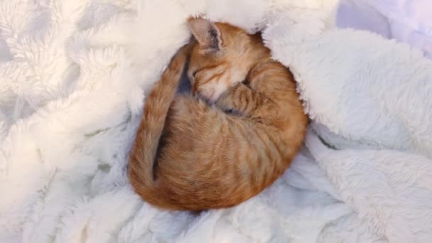 Liten kattunge sover med beige boll skein av tråd på mysig varm vit filt. — Stockvideo