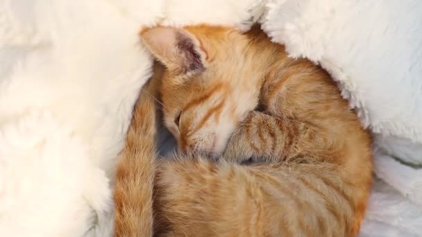 Zwinięty w kłębek rudy kotek śpiący na puszystym białym kocu w porannym słońcu. Hygge i przytulne koncepcja rano — Wideo stockowe