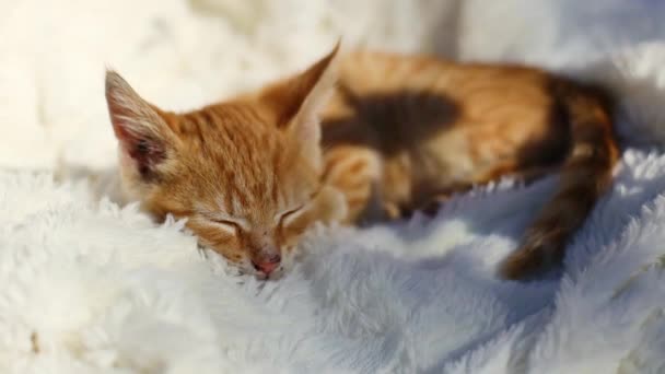 Lindo gatito de jengibre en una mullida manta blanca en los rayos del sol. Gato dormido. — Vídeo de stock