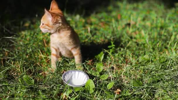 Kucing berbulu kecil menjilat bibirnya susu segar dari wajahnya — Stok Video