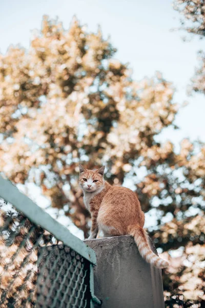 Tabby ingefära vit katt sitter på ett stengärde och ser sig omkring i parken — Stockfoto