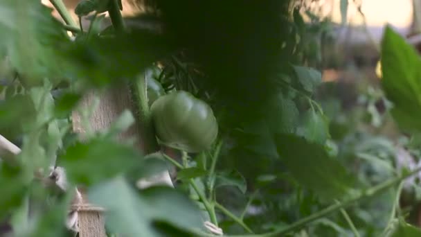 가지에 녹색 토마토를 클로즈업 합니다. 잘 익지 않은 녹색 토마토가 텃밭에서 자라고 있습니다. 농업, 추수, 여름 개념. — 비디오