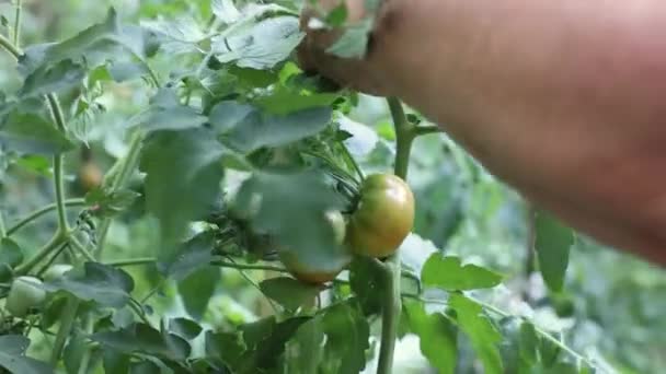 Omogna gröna tomater på en gren som växer i trädgården. Jordbruk, skörd, sommarkoncept. — Stockvideo