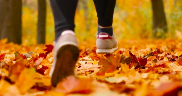 Menutup kaki atlet yang berlari sepanjang musim gugur daun oranye carpetOrange pohon daun pada latar belakang kabur dengan bokeh. Musim gugur — Stok Video