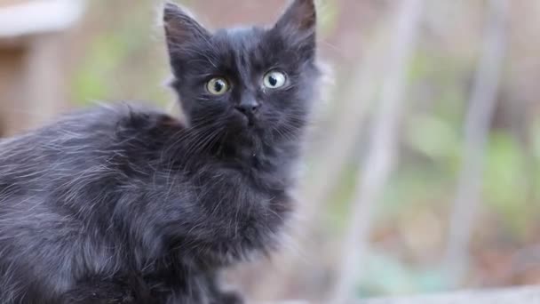 Ein niedliches schwarzes Kätzchen mit grünen Augen sitzt auf einem Stein auf der Straße, schaut sich um. Langwedelige Lustige Katze — Stockvideo