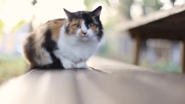 Sonbaharda parktaki bankta oturan tüylü tüylü, korkmuş yetişkin bir kedi. Geçmişi bulanık. Uzun bıyıklı tüylü erkek kedi.
