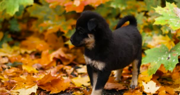 Portret van een schattige zwarte bastaard puppy kijkend naar de camera bij de herfstbladeren in het bos — Stockvideo
