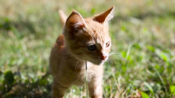 Lindo gatito jengibre lame sus labios leche fresca de su cara. Gato se sienta en la hierba y mira a su alrededor — Vídeos de Stock