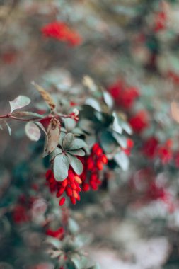 Yeşil çalıların üzerinde kırmızı böğürtlen. Ilık sonbahar. Hasat et. Yaban mersini.