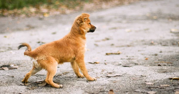 Cute Red Dog Walk Asphalt Street Looks Carefully Aside — Foto de Stock