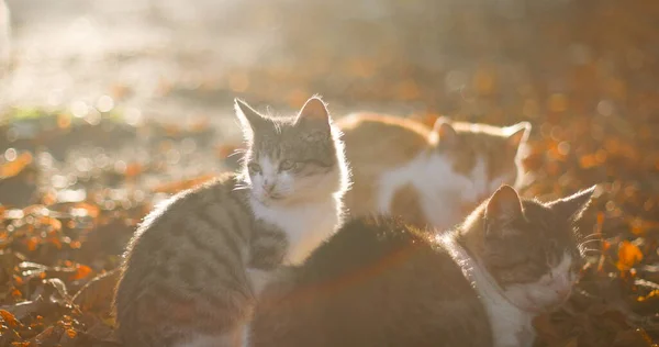 Fluffy Cats Long Mustaches Walk Autumn Leaves Autumn Season — Stock Photo, Image