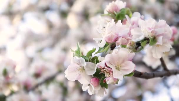 Pink branch of apple tree in bloom in spring season against a blurred sky — Vídeos de Stock