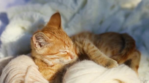 Τζίντζερ γάτα κοιμάται με μπεζ μπάλα σουβλί από νήμα στον καναπέ στο σαλόνι που βρίσκεται σε κουβέρτα. Hygge και άνετο έννοια πρωί — Αρχείο Βίντεο