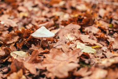 Gri başlıklı beyaz zehirli ve tehlikeli mantar mantarı sonbahar ormanındaki yaprakların altında yetişir..