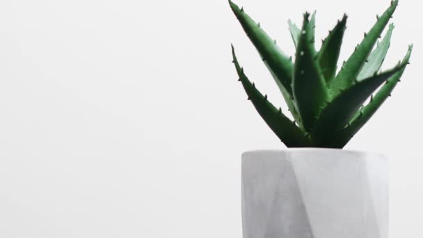 Naturalny ekologiczny mały zielony kaktusowy lub soczysty roślina w betonowy wazon doniczka na stół z kopia przestrzeń — Wideo stockowe