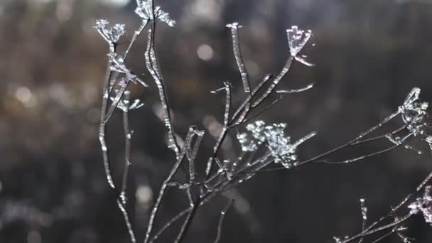Bevroren takken van een plant in een koud seizoen. Winterlandschap — Stockvideo
