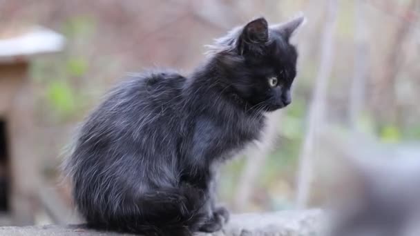 Entzückendes süßes schwarzes Kätzchen, das auf dem Boden im Garten sitzt und in die Kamera schaut — Stockvideo