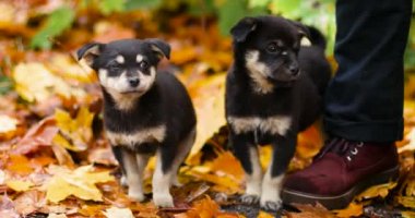 Güz parkındaki sonbahar akçaağaç yapraklarının üzerinde sevimli siyah köpek yavruları oturuyor. Evsiz köpekler sokakta yürürken eğleniyor.
