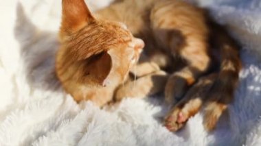 Şirin tekir kedicik yalan söyler ve rahat beyaz bir battaniyenin üzerinde uyanır. Küçük sevimli bir kırmızı evcil hayvan. Bir hayvanın yüzünde güneş ışığı