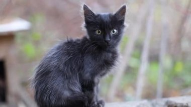 Şirin, korkmuş, yeşil gözlü siyah bir kedi yavrusu sokakta bir taşın üzerinde oturur ve etrafına bakar.