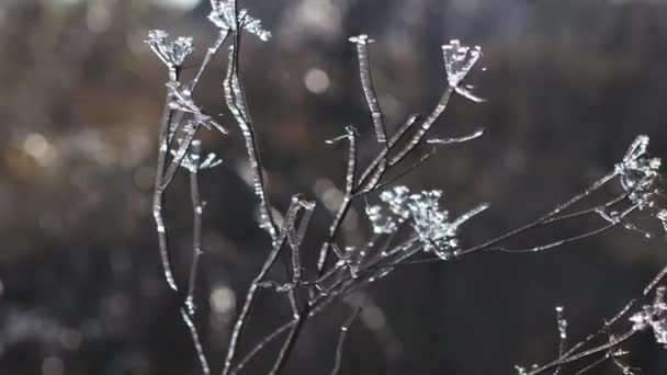 Branches congelées d'une plante en saison froide. — Video