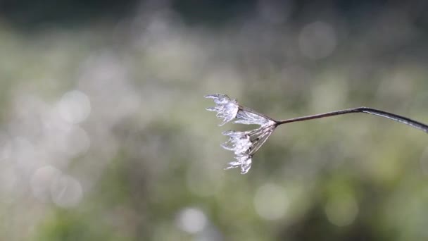 Paysage hivernal des branches de glace gelées plantes en saison hivernale — Video