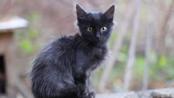 Ein niedliches, verängstigtes schwarzes Kätzchen mit grünen Augen sitzt auf einem Stein auf der Straße, schaut sich um — Stockvideo