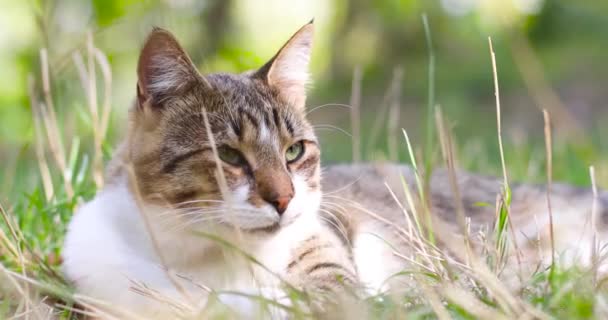 Gato bonito relaxante na grama ao ar livre. Animal de estimação amigável — Vídeo de Stock