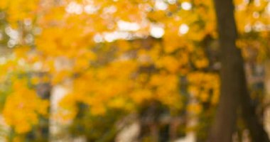 Parktaki binanın yakınındaki sarı sonbahar akçaağacı