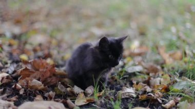 Sevimli siyah kedi yavrusu parkta düşen sonbahar yapraklarında dudaklarını yalıyor ve kameraya bakıyor.