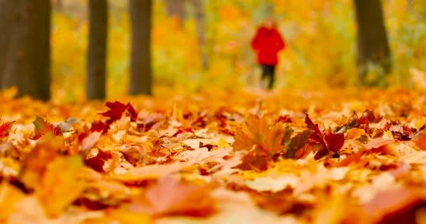 Attraktive Sportlerin in stylischer roter Sportkleidung und grauen Turnschuhen beim Laufen im herbstlichen Wald. Mädchen beim Cardio-Training. Sportliche Aktivität in der kalten Jahreszeit — Stockvideo