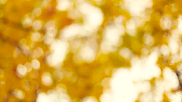 Abstrakter Hintergrund verschwimmt mit Bokeh-Effekt. Schöne herbstgelbe Blätter an einem sonnigen Herbsttag — Stockvideo