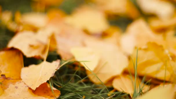 Coloridas hojas caídas de color amarillo brillante sobre fondo de hierba verde, temporada de otoño — Vídeos de Stock