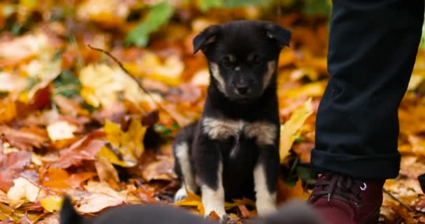 Dois filhotes de cachorro pretos sentam-se em folhas de bordo caídas e olham em volta para a perna de proprietários. Caminhe no parque de outono — Vídeo de Stock