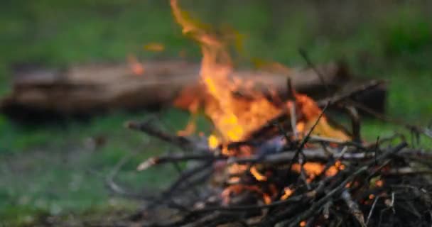 Quemando fuego de campamento en el bosque. Tronco de madera natural se encuentra en el suelo en el fondo. Vídeo borroso. Tiempo de viaje y concepto de vacaciones — Vídeo de stock