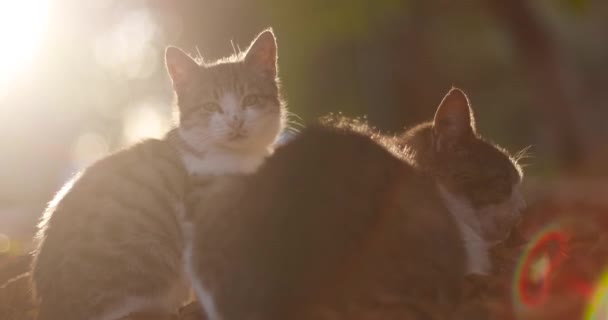 Słodkie koty wygrzewają się na słońcu. Szary kotek z długimi wąsami siedzi i patrzy w kamerę na jesiennych opadłych liściach w parku. Słońce w parku — Wideo stockowe
