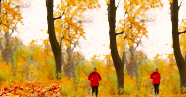 Mujer atractiva joven en ropa deportiva y zapatillas de deporte corre en el parque de otoño. Hermosa vista de hojas de arce otoño. Concepto de deporte y estilo de vida saludable. — Vídeo de stock