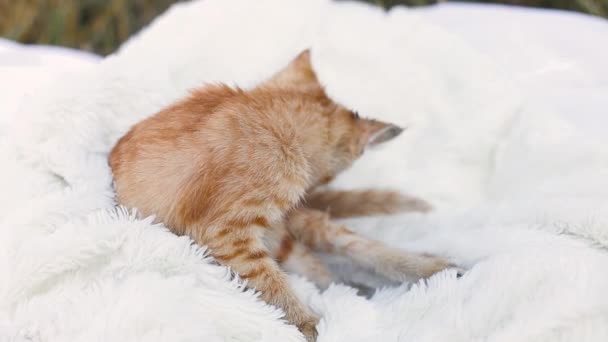 Roztomilé koťátko si myje tlapku na načechrané bílé přikrývce v ranním slunci. — Stock video