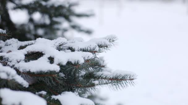 A neve cai no inverno na floresta. Cena de Natal com ramos de abetos nevados em tempo de inverno. Cena de Natal com abetos nevados ramos no inverno. — Vídeo de Stock
