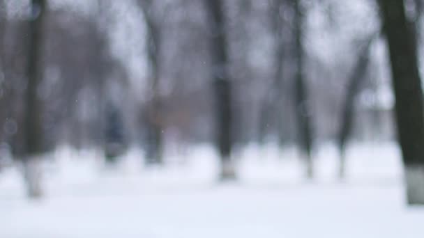 Schneefall im Winter im Wald. Schnee fällt an den Tannenzweigen. — Stockvideo