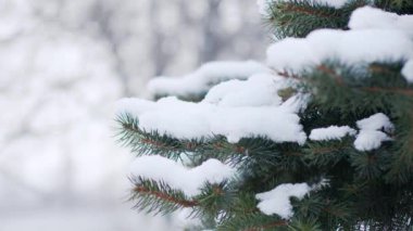 Karla kaplı ağaçlar. Kar yağıyor. Kış havasında karlı köknar ağaçlarının olduğu Noel sahnesi.