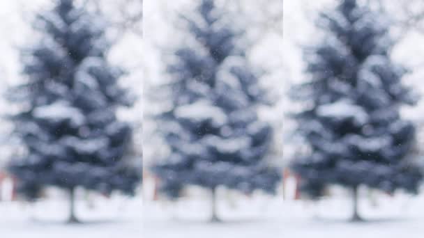 Schneefall im Winter im Wald. Verschwommene Weihnachtsszene mit schneebedecktem Tannenbaum bei Winterwetter. Schneebedeckte Bäume. — Stockvideo