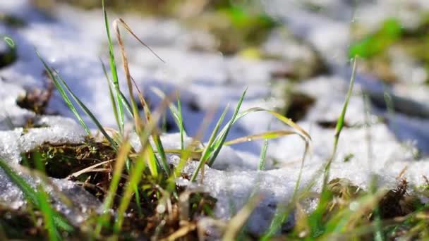 田野里被雪覆盖着的草地.白雪和绿草背景 — 图库视频影像