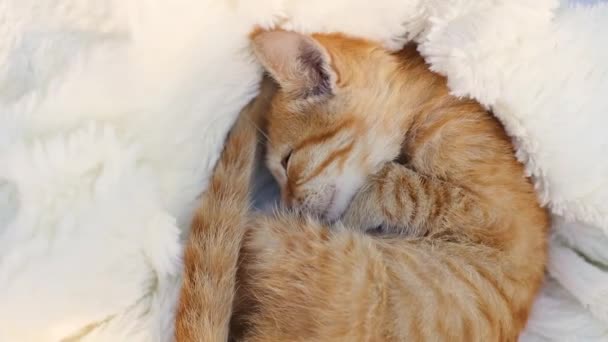 Kucing kecil lucu berambut merah meringkuk tidur di atas tumpukan putih berbulu selimut Muda lucu kucing merah kecil. Sinar matahari hangat kucing berambut panjang. — Stok Video