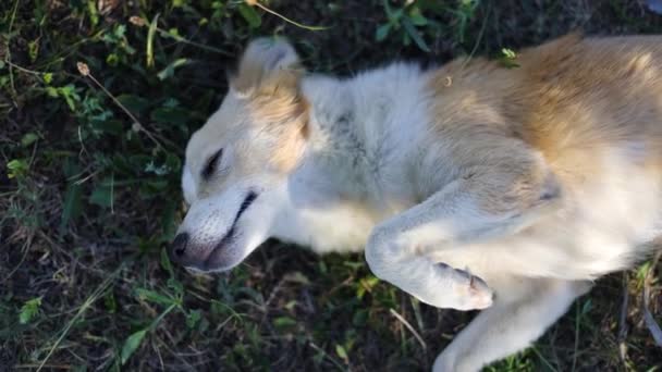 Lindo jengibre cachorro mentiras y cae dormido en la hierba — Vídeo de stock