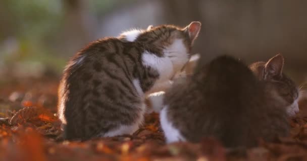 Lindos tres gatos disfrutan del sol. Un gato canoso con un bigote largo se sienta, se lava en las hojas caídas de otoño en el jardín de otoño — Vídeos de Stock